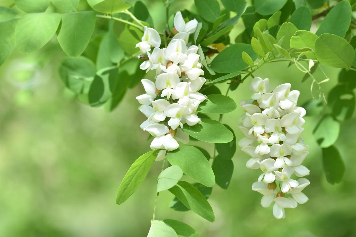 Acacia_in_bruidsboeket