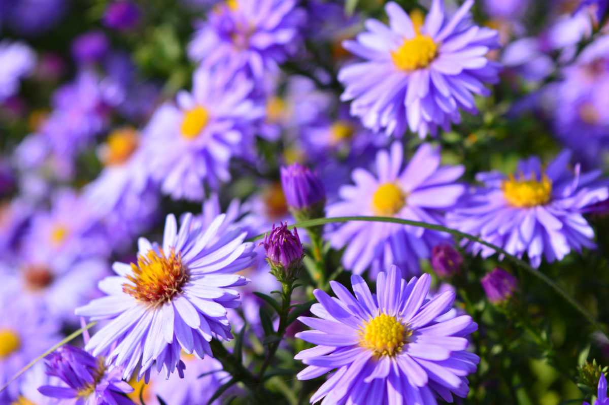 Aster