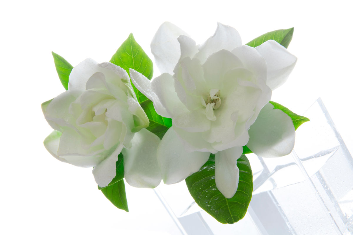 Gardenia