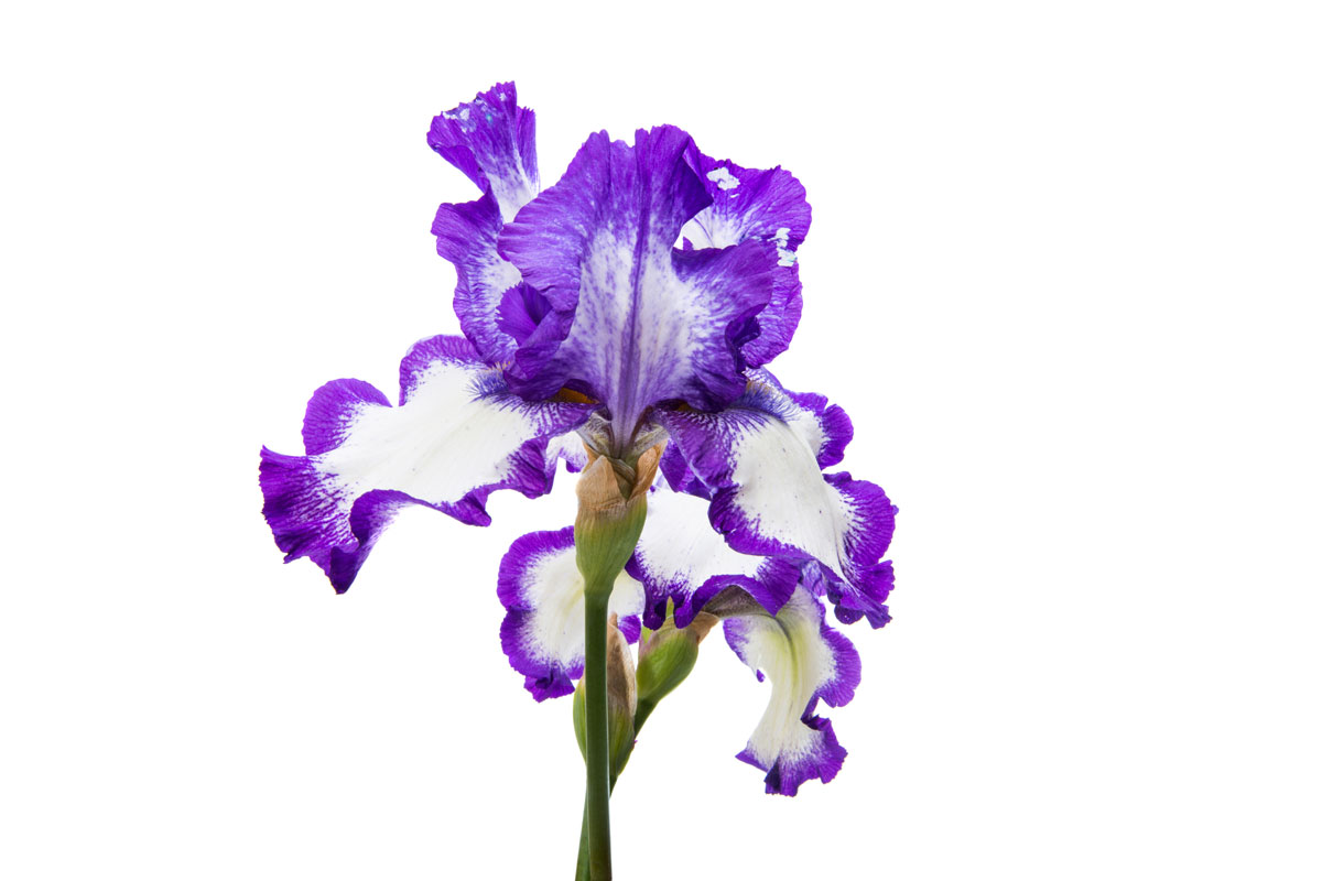 Iris