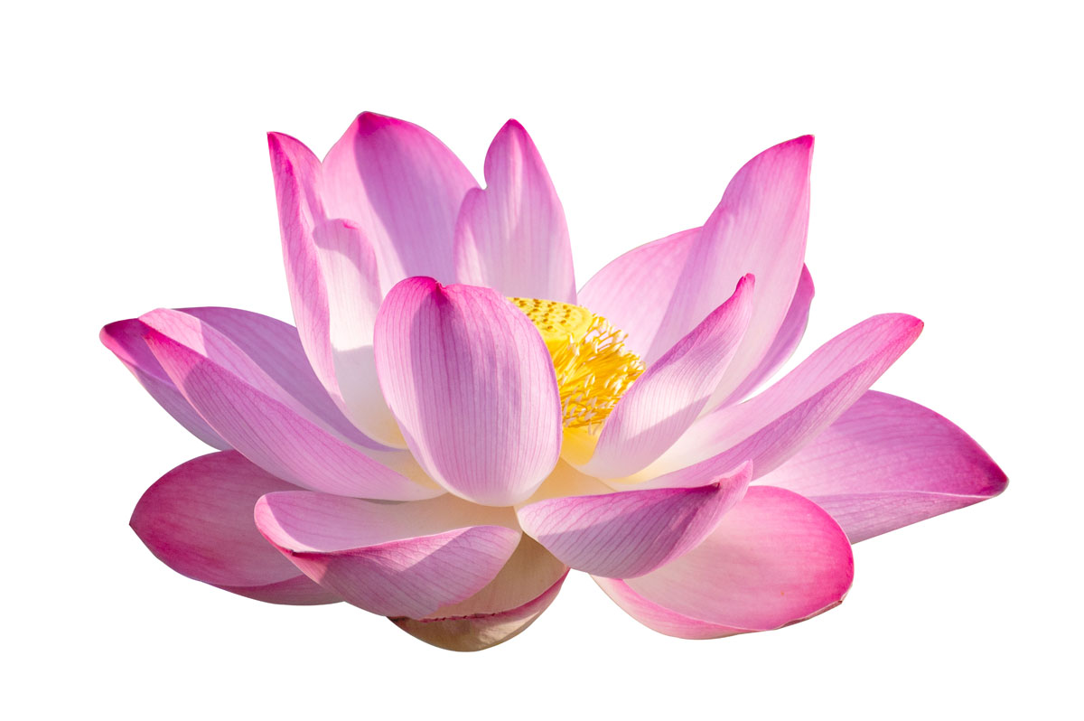 Lotus-flower