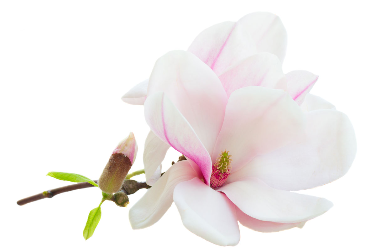 Magnolia