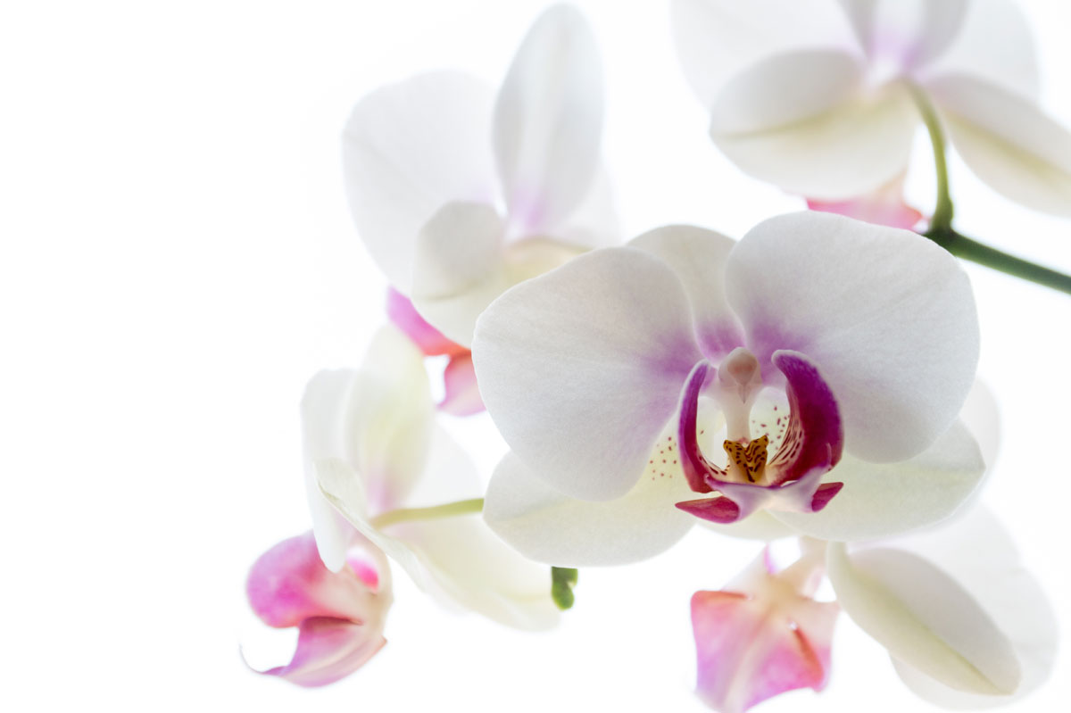 Orchideeën