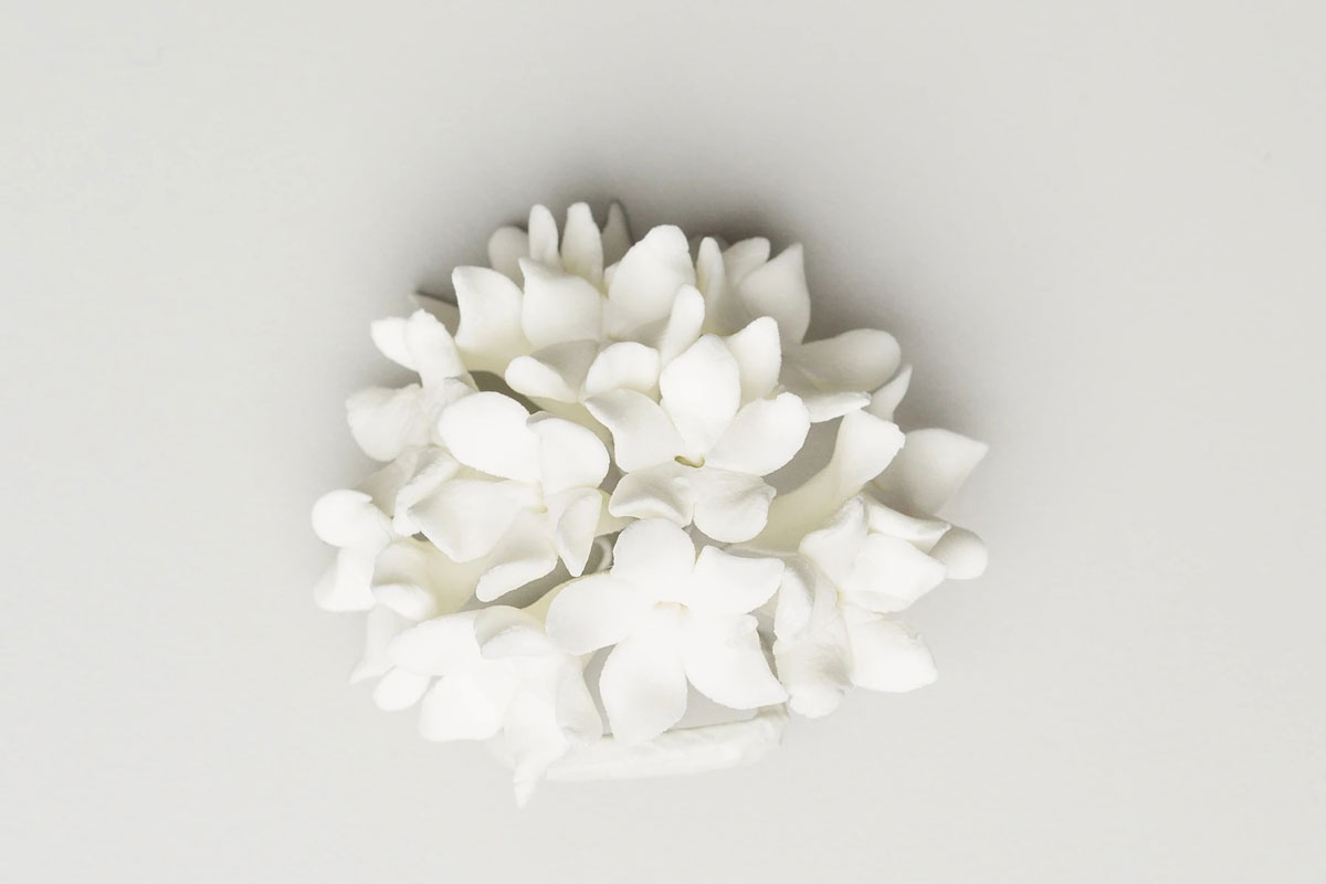 Stephanotis