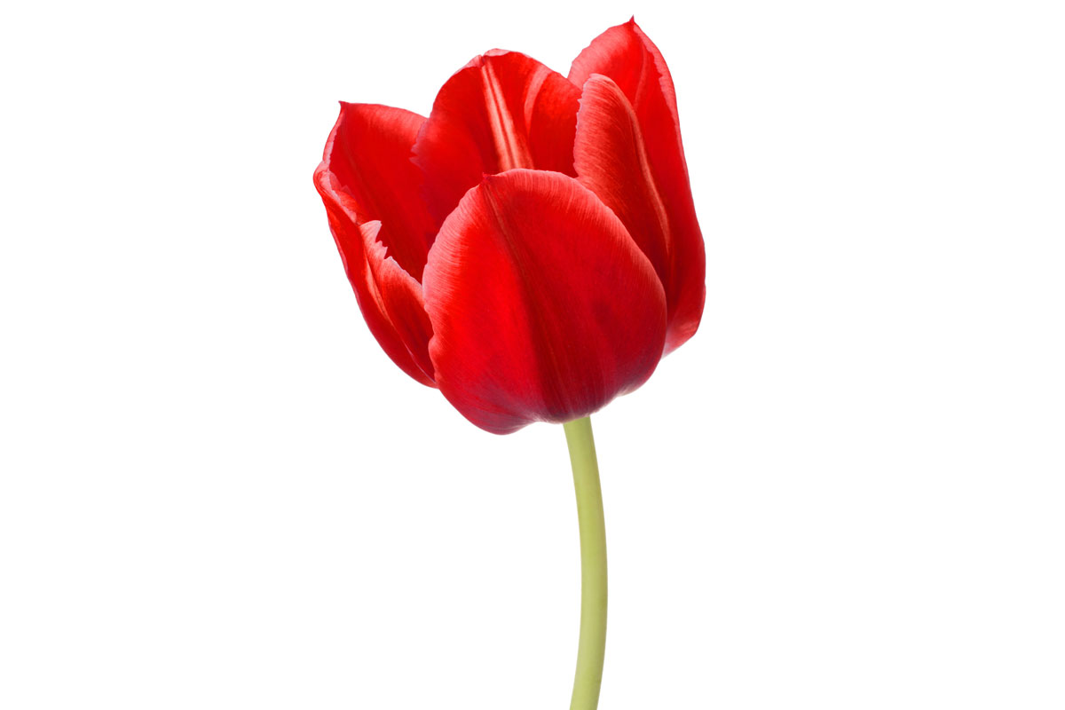 Tulp_rood